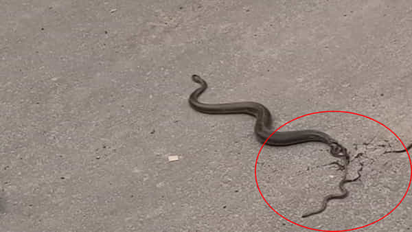 Snake: ఓరి దేవుడా.. నడిరోడ్డుపై పిల్లలకు జన్మనిచ్చిన పాము.. వీడియో వైరల్