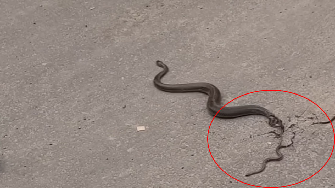 Snake: ఓరి దేవుడా.. నడిరోడ్డుపై పిల్లలకు జన్మనిచ్చిన పాము.. వీడియో వైరల్