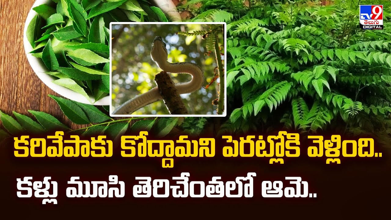 కరివేపాకు కోద్దామని పెరట్లోకి వెళ్లింది..కళ్లు మూసి తెరిచేంతలో ఆమె