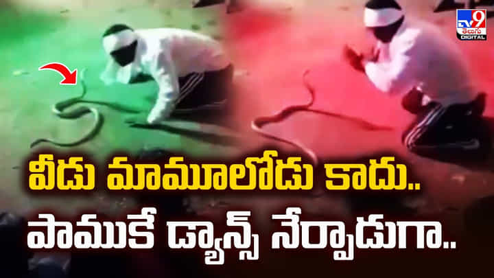 వీడు మామూలోడు కాదు.. పాముకే డ్యాన్స్ నేర్పాడుగా వీడు మామూలోడు కాదు.. పాముకే డ్యాన్స్ నేర్పాడుగా