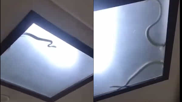 Viral Video: ఇంటి సీలింగ్లో ఏదో తారసలాడుతూ కనిపించింది.. తీరా చూడగా వామ్మో.. వీడియో