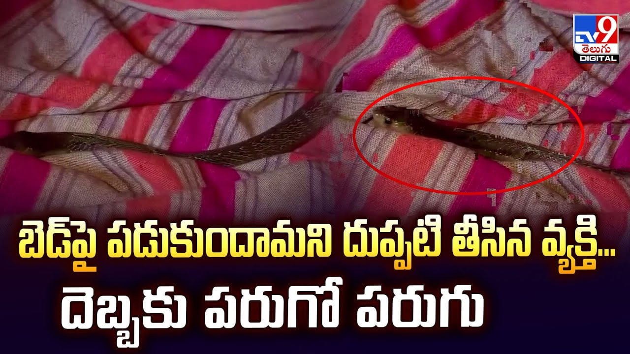 బెడ్పై పడుకుందామని దుప్పటి తీసిన వ్యక్తి... దెబ్బకు పరుగో పరుగు బెడ్పై పడుకుందామని దుప్పటి తీసిన వ్యక్తి... దెబ్బకు పరుగో పరుగు