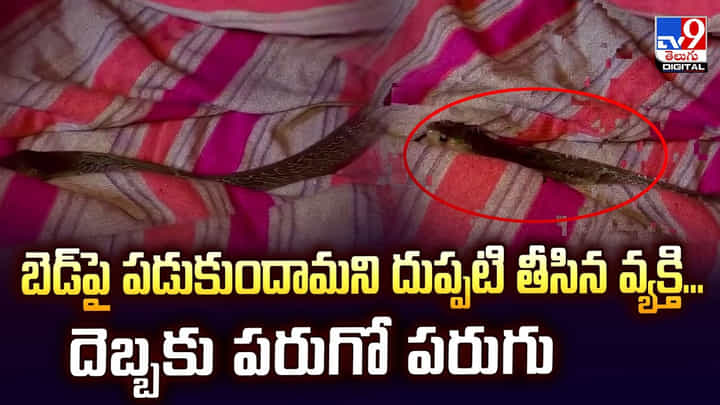 బెడ్పై పడుకుందామని దుప్పటి తీసిన వ్యక్తి... దెబ్బకు పరుగో పరుగు బెడ్పై పడుకుందామని దుప్పటి తీసిన వ్యక్తి... దెబ్బకు పరుగో పరుగు
