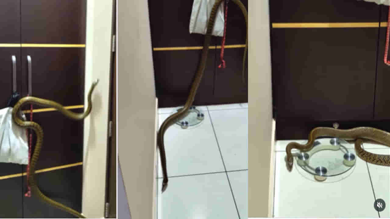 Snake Video: ఓరీ దేవుడో.. బెడ్ రూమ్లో దూరిన భారీ నాగు పాము.. ఇళ్లంతా దూకుతూ హల్ చల్.. వీడియో వైరల్..