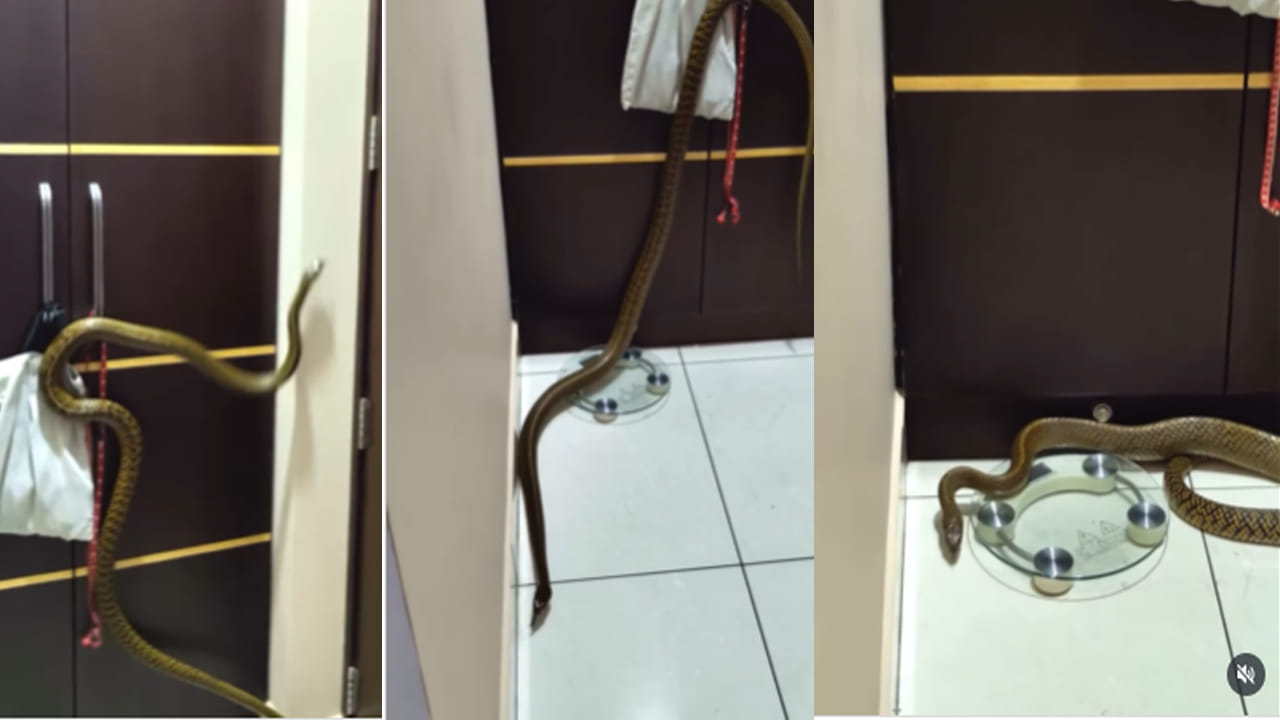 Snake Video: ఓరీ దేవుడో.. బెడ్ రూమ్లో దూరిన భారీ నాగు పాము.. ఇళ్లంతా దూకుతూ హల్ చల్.. వీడియో వైరల్..