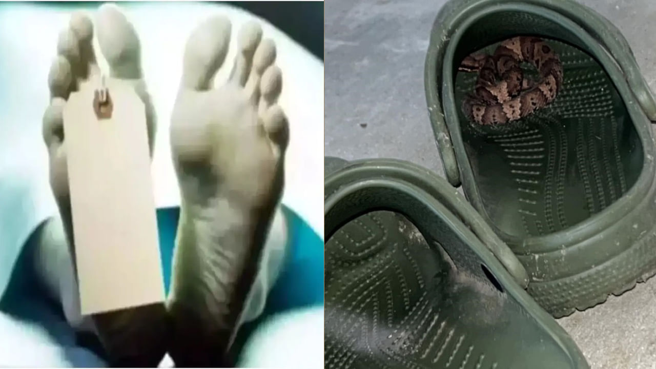 Snake in Crocs: బూట్లలో ఉన్న పాము కరిచి సాఫ్ట్ వేర్ ఇంజనీర్ మృతి.. స్పాట్ లోనే చనిపోయిన పాము