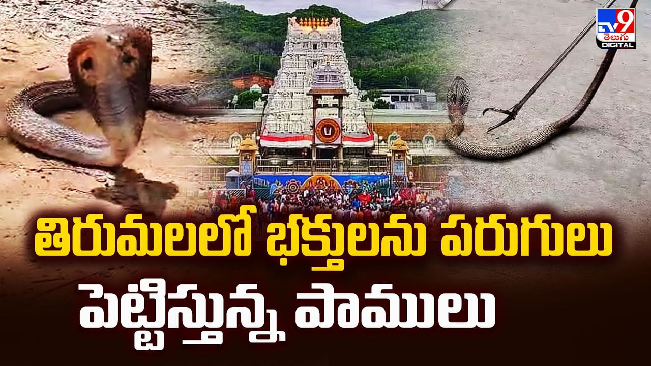 తిరుమలలో భక్తులను పరుగులు పెట్టిస్తున్న పాములు తిరుమలలో భక్తులను పరుగులు పెట్టిస్తున్న పాములు
