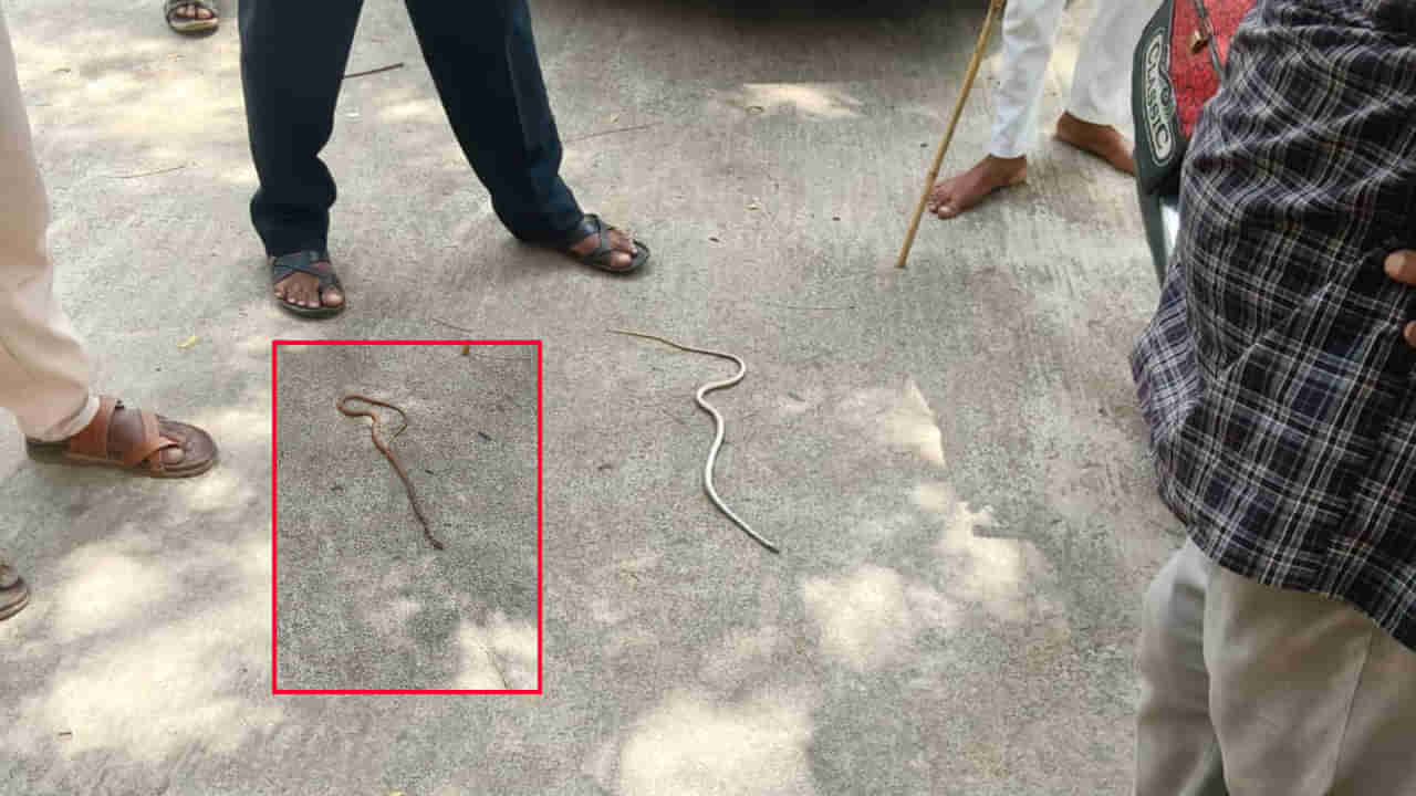 Andhra: కంత్రీ కట్లపాము.. 4 రోజులుగా కారులోనే మకాం.. చివరకు