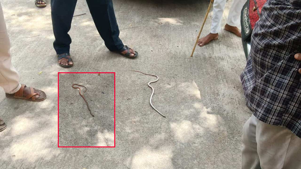 Andhra: కంత్రీ కట్లపాము.. 4 రోజులుగా కారులోనే మకాం.. చివరకు