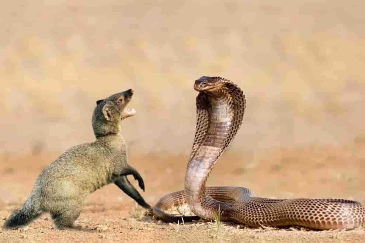 Snake Vs Mongoose: అబ్బో! పెద్ద కథే.. పామును ముంగిస ఎందుకంత ద్వేషిస్తుందో తెలుసా?