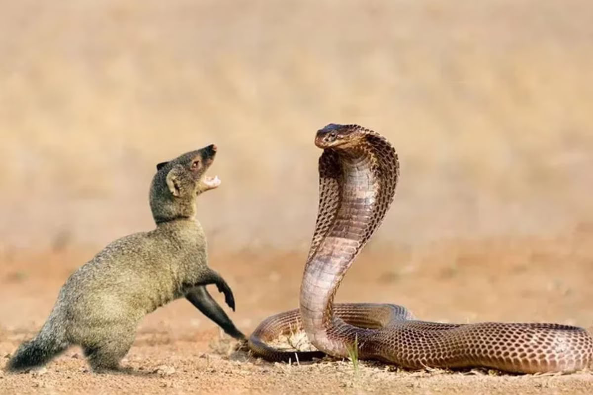Snake Vs Mongoose: అబ్బో! పెద్ద కథే.. పామును ముంగిస ఎందుకంత ద్వేషిస్తుందో తెలుసా?