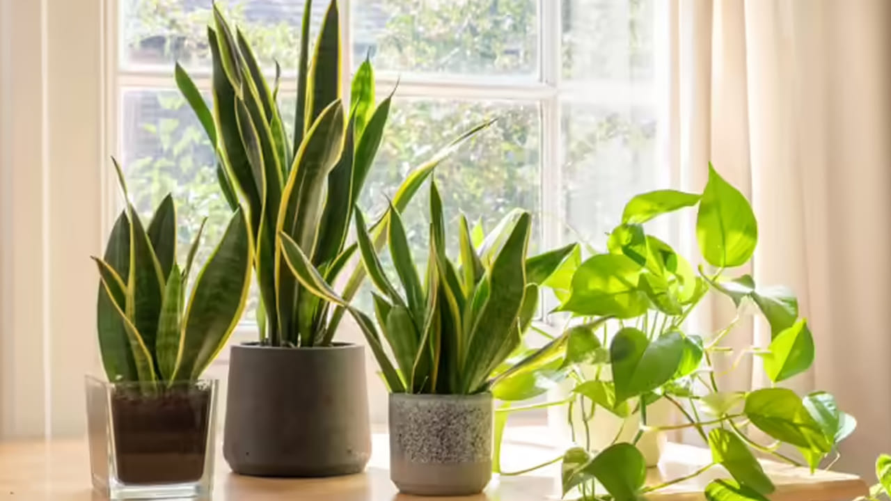 స్నేక్ ప్లాంట్: ఇది అందరికీ తెలిసిన ఒక అలంకార మొక్క. దీనిని మదర్ ఇన్ లాస్ టంగ్ అని కూడా అంటారు. దీనికి పొడవైన వేరు కాండం, గట్టి ఆకులు ఉంటాయి. స్నేక్ ప్లాంట్ ఆకులు పదునుగా ఉంటాయి. దాని రసాయన కూర్పు పాములను దూరంగా ఉంచడంలో సహాయపడతాయి. పాములు ఈ మొక్కలోని రసాయనాలను తట్టుకోలేవు. కాబట్టి అవి దూరంగా ఉంటాయి.  