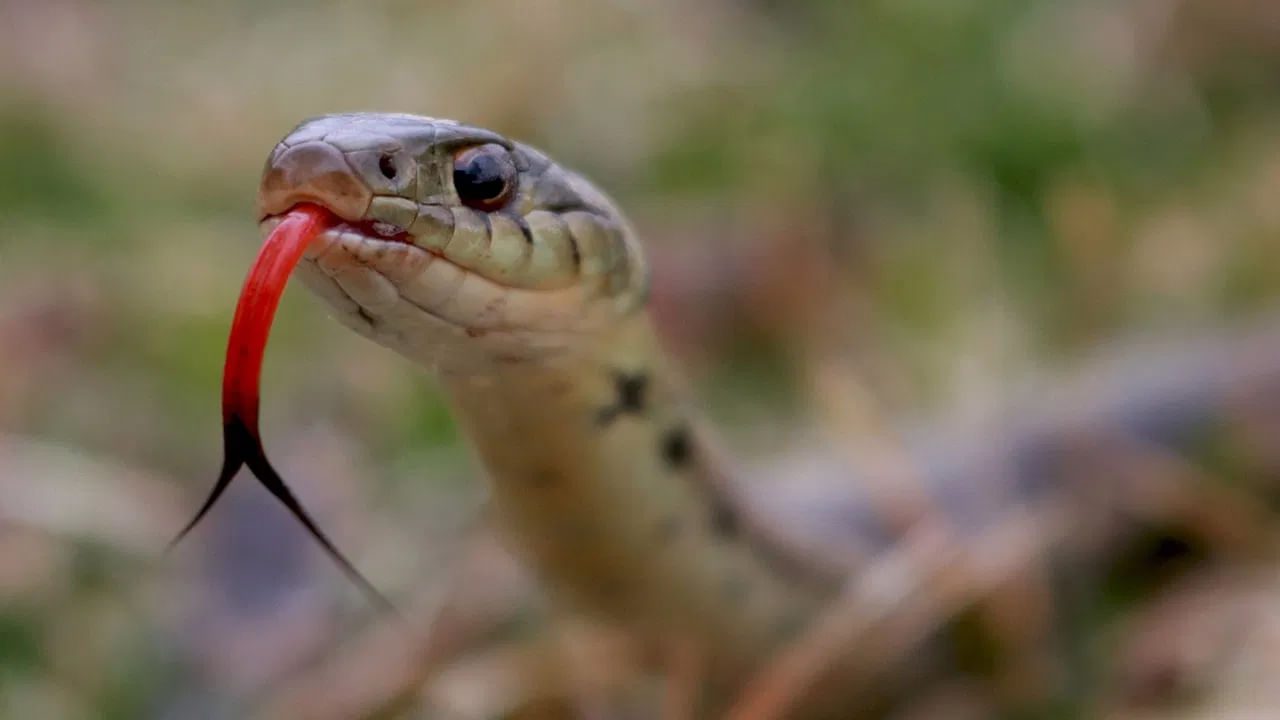 ఎందుకంటే? ఆ అమృతం తన కుమారులు తాగడం వలన వారికి అమరత్వం కలుగుతుందని, దీంతో గరత్ముంతుడు పోరాడి అమృతం తీసుకొస్తాడు, కానీ అది పాములకు దక్క కూడదని ఇంద్రుడికి అప్పగిస్తాడు, ఈ క్రమంలో కొన్ని బిందువులు దర్భ గడ్డిపై పడగా, పాములు వాటిని నాకుతాయి. అయితే దర్భలు కాస్త పదునుగా ఉండటం వలన పాముల నాలుక రెండుగా చీలుతుంది. అప్పుడు తన తల్లిని దాసిగా ఉంచినందుకు, గరత్మంతుడు కద్రువ సంతానం ఇప్పటి నుంచి నాలుక చీలి ఉంటుందని శాపం పెడుతాడు. అలా పాముల నాలుకలు చీలి, రెండుగా ఉంటాయంట. ( నోట్ : ఇది ఇంటర్నెట్ ఆధారంగా ఇవ్వడం జరిగింది, టీవీ9 తెలుగు దీనిని ధృవీకరించలేదు)