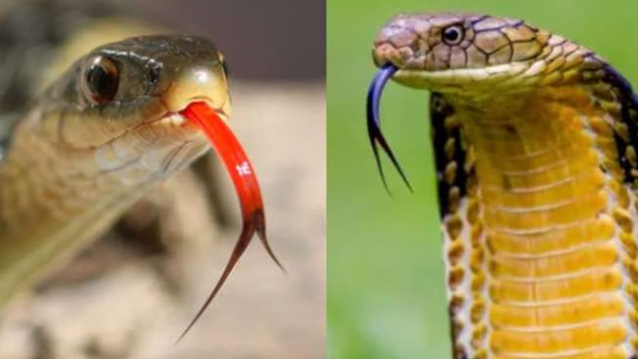 అయితే వీరికి అప్పుడే దూరంగా ఓ గుర్రం కనిపిస్తుంది. దాని తోక నల్లగా ఉందని, కద్రువ, వినతకు చెబుతుంది. కానీ అది అబద్ధం అంటూ అక్కడ ఉన్న గుర్రానికి నల్లటి తోకలేదు అని గట్టిగా వాదిస్తుంది వినత. దీంతో ఇద్దరం అక్కడికి వెళ్లి చూద్దాం, తోక నల్లగా ఉంటే నేను గెలిచినట్లు, నువ్వు నాకు దాస్యం చేయాలి అంటుంది. దానికి మరోసారి వినత సరే అని సమాధానం చెబుతుంది.