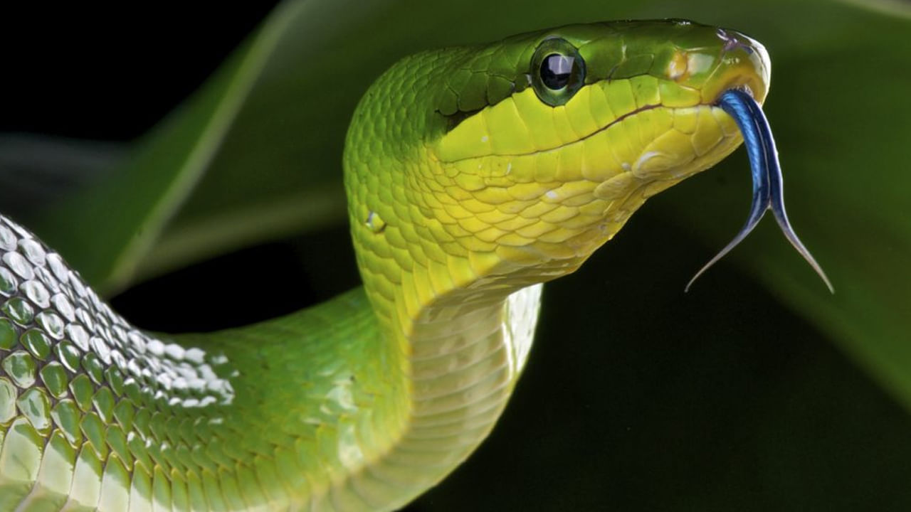 అయితే కశ్యపునికి కద్రువ వలన నాగులు జన్మించగా, వినత వలన గరుత్మంతుడు, అనూరుడు జన్మిస్తారు.  అయితే వినత అంటే కద్రువకు అస్సలు పడకపోయేదంట. ఎప్పుడూ తనపై పగను పెంచుకునేదంట. దీంతో ఒక రోజు వీరిద్దరూ కలిసి బయటకు వెళ్లగా, అక్కడ కద్రువ తెలివిగా ఒక పందెం కాస్తుంది. అందులో నువ్వు ఓడిపోతే నాకు జీవితాంతం దాస్యం చేయాలని చెబుతుంది వినతకు. దీంతో వినత కూడా ఈ  పందెంకు ఒప్పుకుంటుంది.