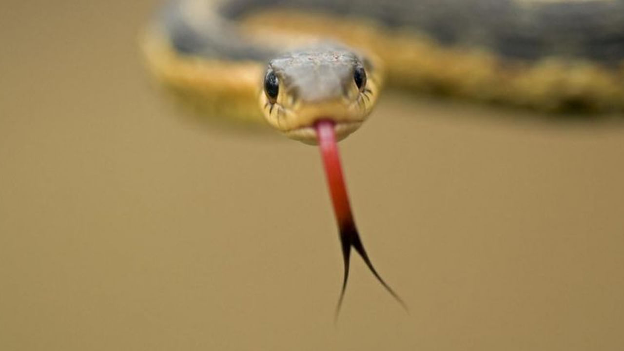 కశ్యపుడు ప్రతి ఒక్కరికీ తెలుసు,ఈయనను వాల్మీకి రామాయణం ప్రకారం, బ్రహ్మ కుమారుడు అంటారు. ఇక ఈయనకు 21 మంది భార్యలు. వారిపేర్లలోకి వెళితే, దితి, అదితి, వినత, కద్రువ, సురస, అరిష్ట, ఇల, ధనువు, సురభి, చేల , తామ్ర, వశ, ముని మొదలైన వారు దక్షుని కుమార్తెలు.