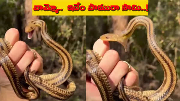 ఎంత ప్రయత్నించినా కాటు వేయలేకపోయిన పాము.. నవ్వులు పూయిస్తున్న వీడియో!