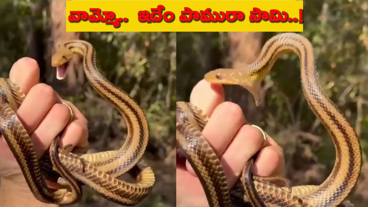 ఎంత ప్రయత్నించినా కాటు వేయలేకపోయిన పాము.. నవ్వులు పూయిస్తున్న వీడియో!