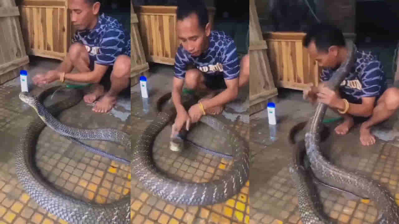 Viral Video: ఎవడ్రా వీడు.! కింగ్ కోబ్రాకు షాంపుతో స్నానం చేయిస్తున్న వ్యక్తి.. ధైర్యముంటేనే చూడండి