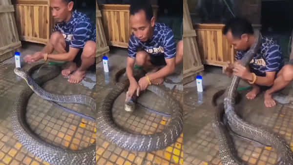 Viral Video: ఎవడ్రా వీడు.! కింగ్ కోబ్రాకు షాంపుతో స్నానం చేయిస్తున్న వ్యక్తి.. ధైర్యముంటేనే చూడండి