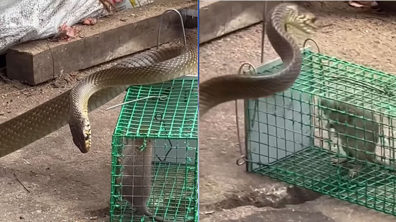 Viral Video: వామ్మో.. వాయ్యో.. నీకు దండం పెడతా వదిలేయరాదే... ఎలుక చేసిన పనికి పొట్టచెక్కలయ్యేలా నవ్వుకుంటున్న నెటిజన్స్‌