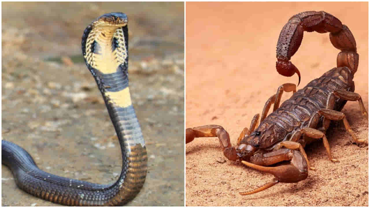Snake Vs. Scorpion: తస్సాదియ్యా! ఈ రెండు జీవాలు మనిషి ప్రాణాలు ఎలా తీస్తాయో తెలుసా?