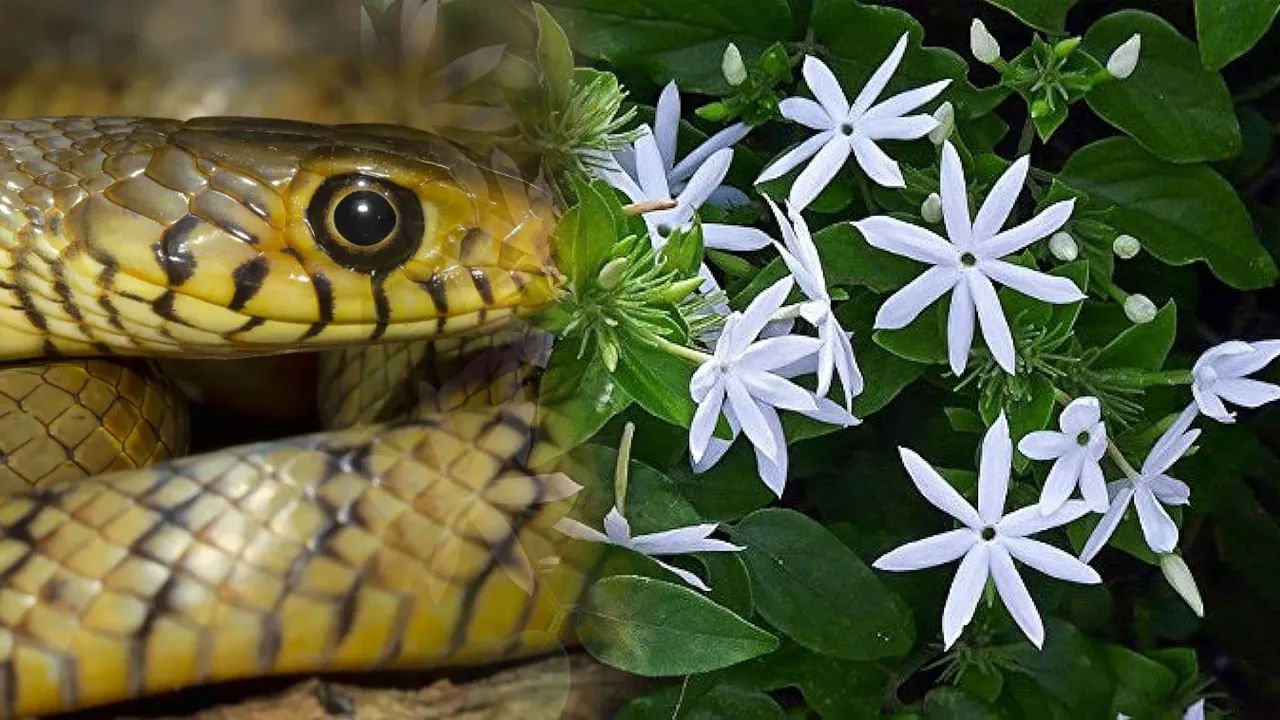 మంచి సువాసన గల మొక్కలు ఇంటి చుట్టూ ఉండకుండా చూసుకోవాలంట. ఎందుకంటే సువాసన వెదజల్లుతూ పుష్పించే మొక్కలు మీ ఇంటి ఆవరణంలో ఎక్కువ ఉన్నట్లు అయితే పాములు మీ ఇంటి వద్దకు ఎక్కువగా వస్తాయంట. ముఖ్యంగా మల్లెపూలు, చామంతి పువ్వులు, సన్నజాజి మల్లెపువ్వులు,కుకుమ పువ్వు మొక్కలు,పువ్వులు అంటే పాములకు చాలా ఇష్టం అంట. ఇవి ఉన్నదగ్గర తప్పక పాములు ఉంటాయంటున్నారు నిపుణులు.