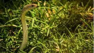 ఏం టాలెంట్ గురూ..! కారు సీట్ బెల్ట్‌తో ఇంటికి తాళం తయారు చేసిన వ్యక్తి!