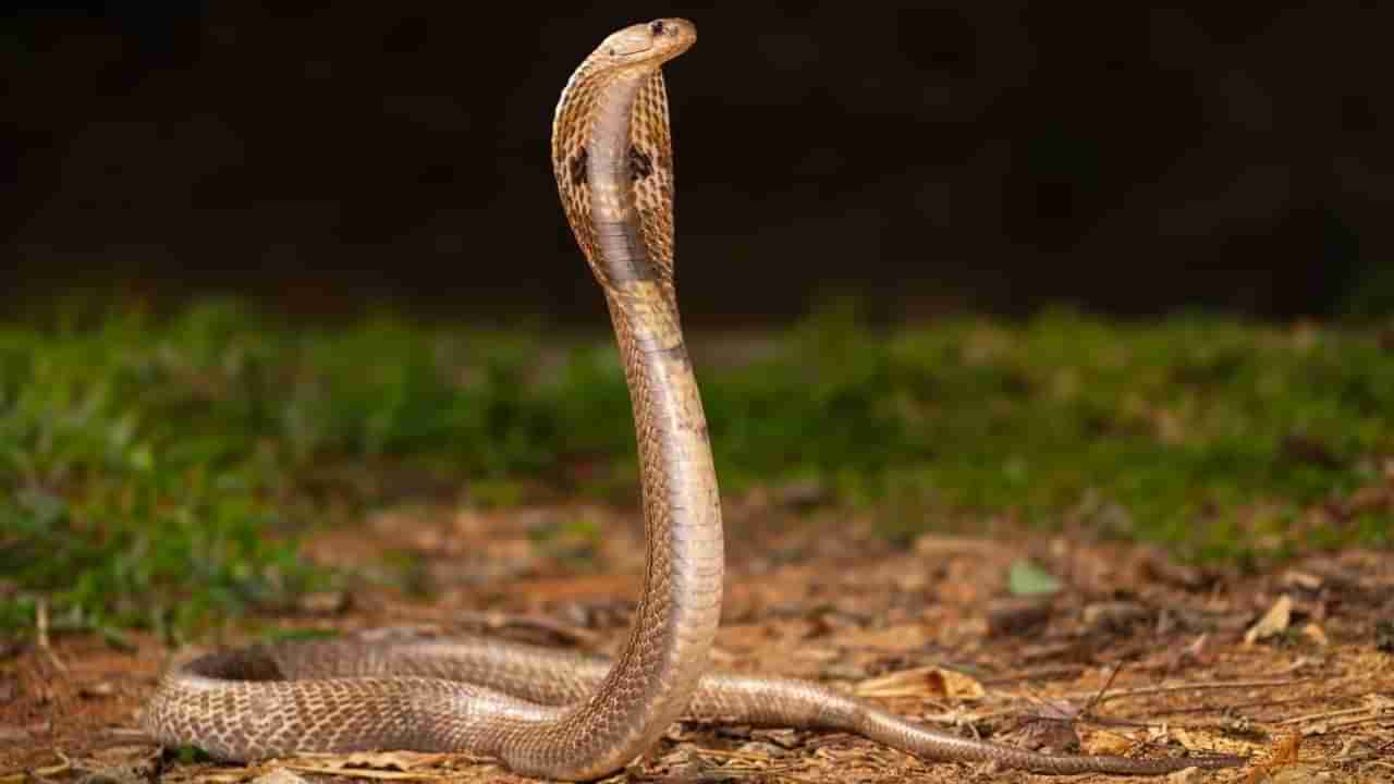 Snakes: మీ ఇంటి చుట్టూ ఇవి ఉంటే.. పాములు వద్దన్నా వస్తాయంట.. తస్మాత్ జాగ్రత్త..