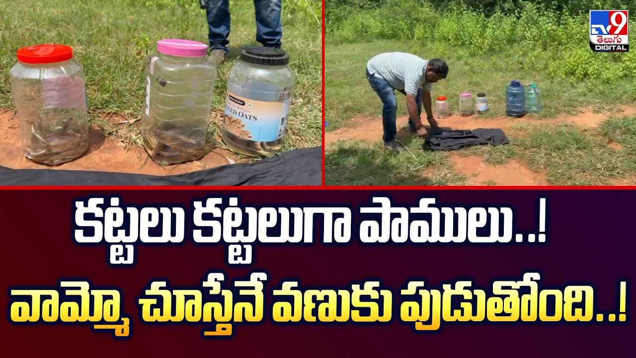 కట్టలు కట్టలుగా పాములు..వామ్మో చూస్తేనే వణుకు పుడుతోంది డియో కట్టలు కట్టలుగా పాములు..వామ్మో చూస్తేనే వణుకు పుడుతోంది డియో