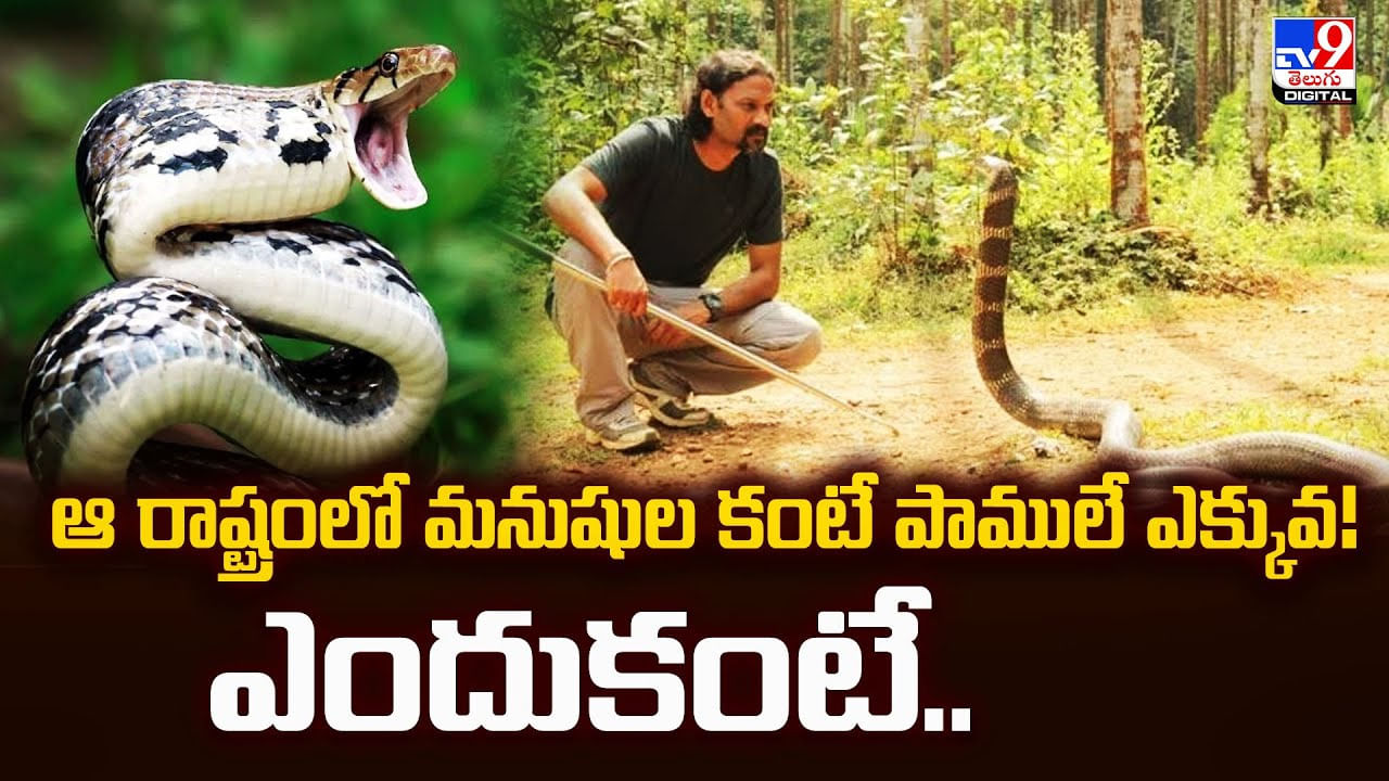 ఆ రాష్ట్రంలో మనుషుల కంటే పాములే ఎక్కువ !! ఎందుకంటే