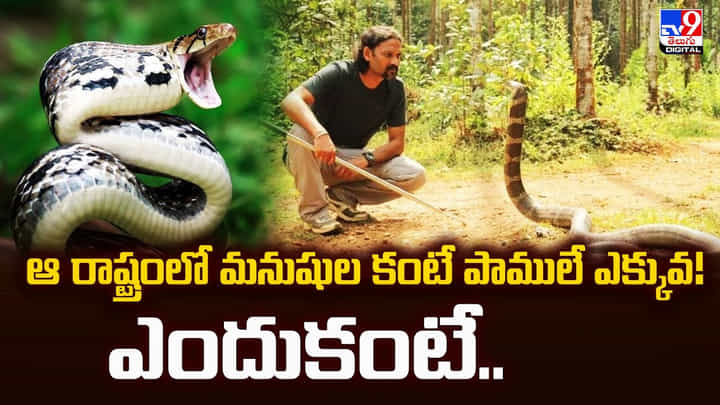 ఆ రాష్ట్రంలో మనుషుల కంటే పాములే ఎక్కువ !! ఎందుకంటే ఆ రాష్ట్రంలో మనుషుల కంటే పాములే ఎక్కువ !! ఎందుకంటే