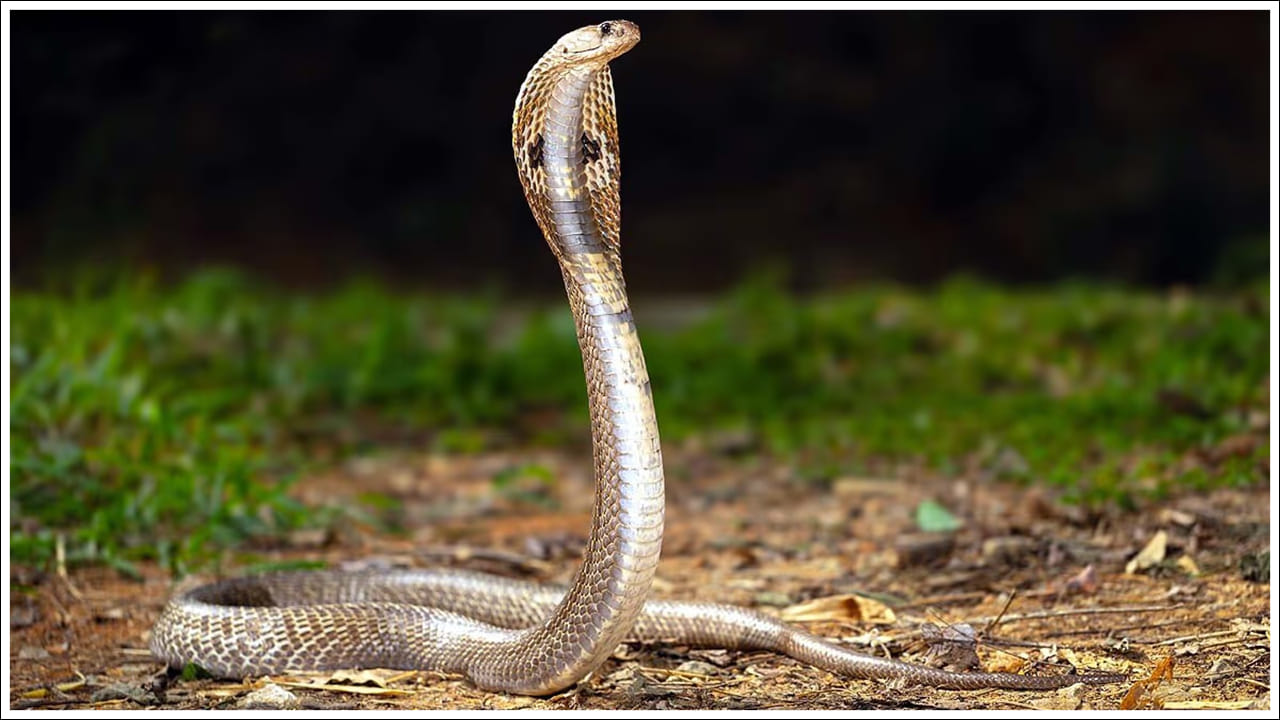Snakes: ఈ ఐదు మీ ఇంటి చుట్టూ ఉన్నాయా? అయితే పాములకు నిలయమే.. జాగ్రత్త!