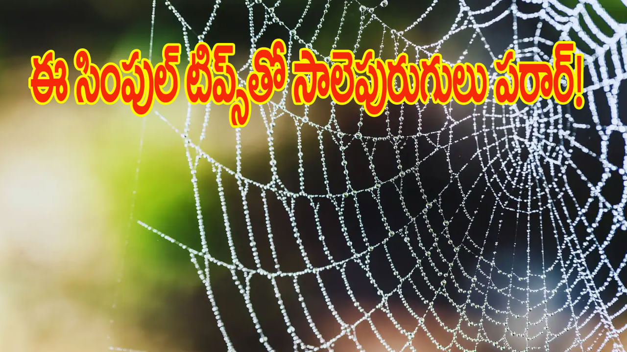Home Tips: సాలెపురుగుల సమస్యతో ఇబ్బంది పడుతున్నారా..? ఈ సింపుల్ టిప్స్తో ఈజీగా వదిలించుకోండి..