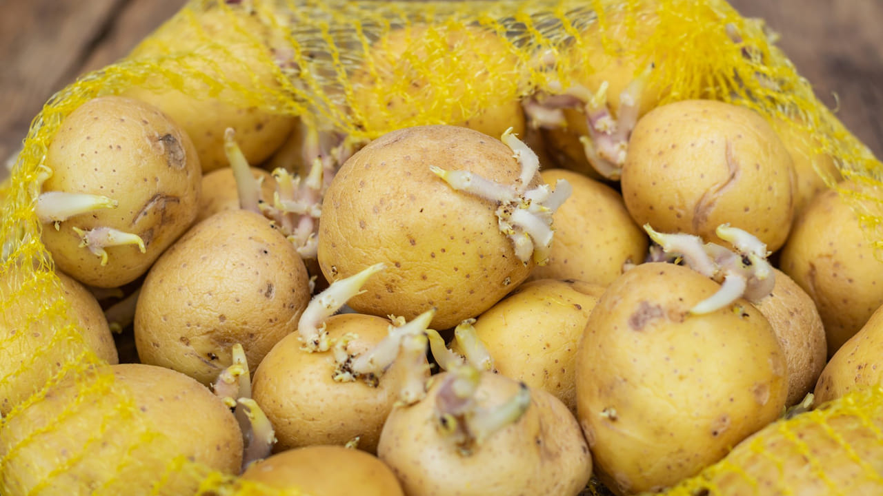 అతిసారం, వాంతులు, కడుపు నొప్పికి కారణమయ్యే హానికరమైన సమ్మేళనాలు ఉంటాయి మరియు ప్రాణాంతకం కూడా కావచ్చు. మొలకెత్తిన బంగాళదుంపలను తినడం వలన కలిగే సమస్యలను గుర్తించి సరైన సమయంలో సరైన చికిత్స పొందకపోతే ప్రాణం పోయే ప్రమాదం కూడా ఉంటుంది.