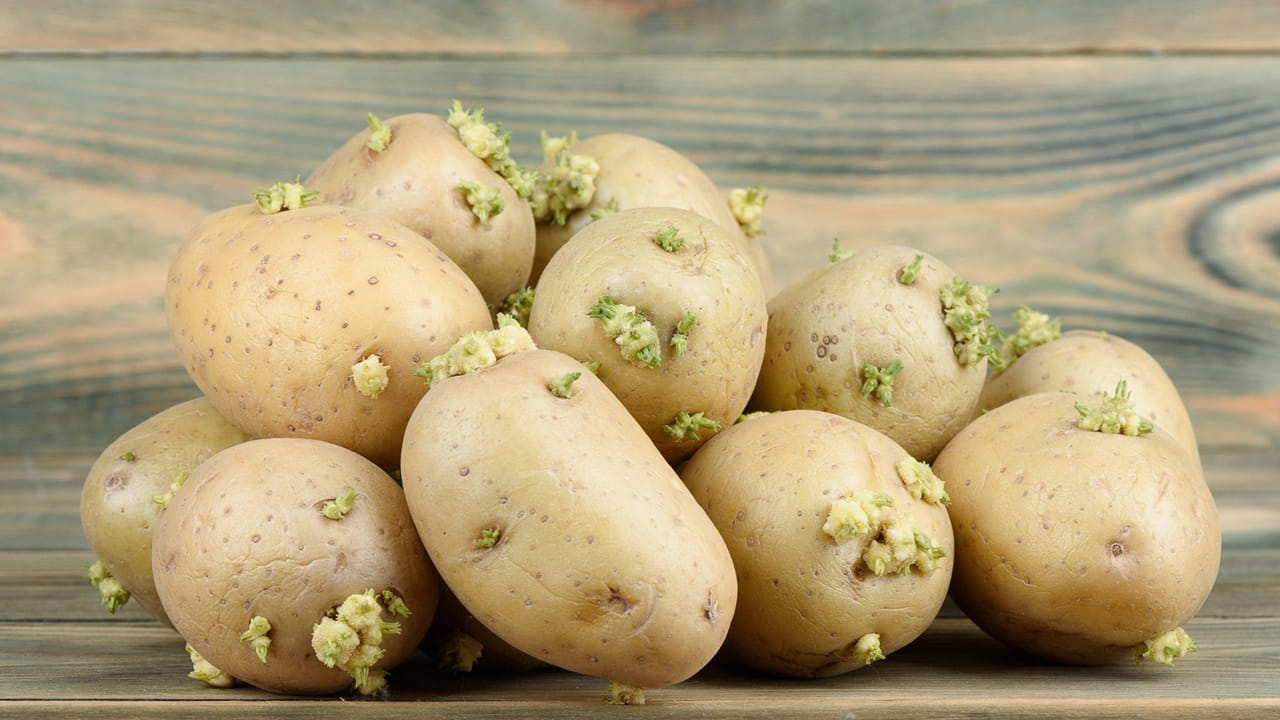 బంగాళదుంపలను మార్కెట్ నుంచి కొనుగోలు చేసిన సమయంలో లేదా ఇంట్లో నిల్వ చేసిన తర్వాత కొన్ని మొలకెత్తిన బంగాళాదుంపలు ఉంటాయి. అలా మొలకెత్తిన బంగాళదుంపలలో చాకోనిన్, సోలనిన్ ఉత్పత్తి అవుతాయి. పోషక విలువలు తగ్గడం మొదలు అవుతాయి.