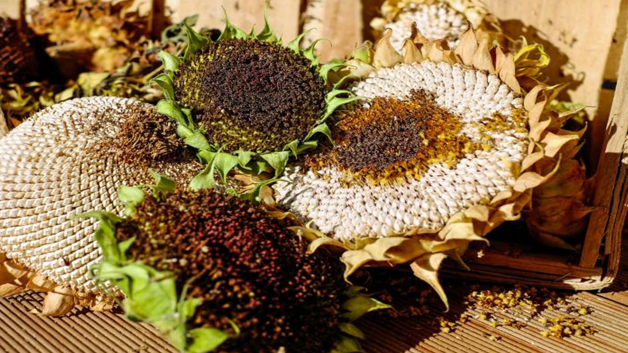 పొద్దుతిరుగుడు విత్తనాలు చాలా శక్తివంతమైనవి. కేవలం 30 గ్రాముల పొద్దుతిరుగుడు విత్తనాలలో 5.5 గ్రాముల ప్రోటీన్, 14 గ్రాముల ఆరోగ్యకరమైన కొవ్వు ఉంటుంది. ఇది కాకుండా, అనేక రకాల విటమిన్లు, జింక్, మాంగనీస్, రాగి, మెగ్నీషియం, ఇనుము, పాంతోతేనిక్ ఆమ్లం వంటి అంశాలు నిండి ఉంటాయి. పొద్దుతిరుగుడు విత్తనాలలో ఇతర విత్తనాల కంటే ఎక్కువ విటమిన్లు, ఖనిజాలు ఉంటాయి.