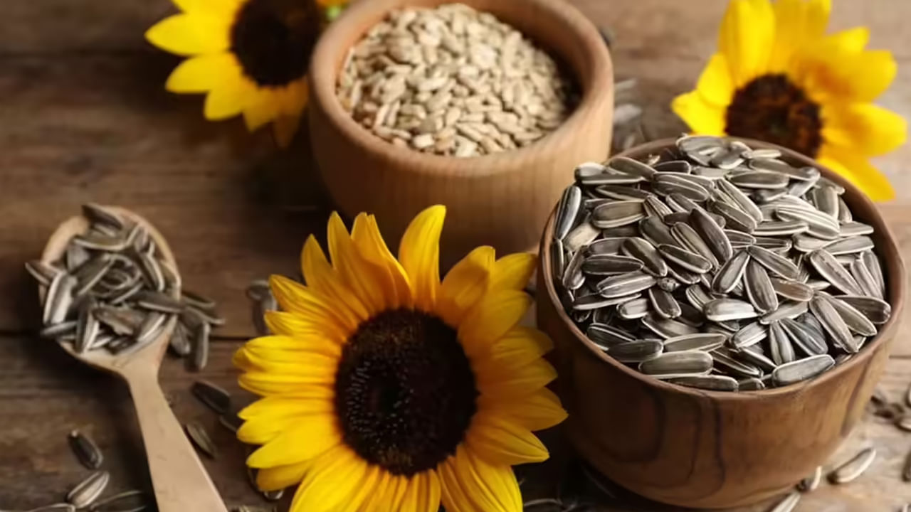 కండరాల నొప్పులను తగ్గిస్తుంది- పొద్దుతిరుగుడు విత్తనాలలో అనేక రకాల ఖనిజాలు ఉంటాయి. వాటిలో మెగ్నీషియం, పాంటోథెనిక్ ఆమ్లం ఉన్నాయి. ఇవి కండరాల నొప్పులను తగ్గిస్తాయి. అందువల్ల, కండరాల సంబంధిత వ్యాధులతో బాధపడేవారికి ఇది చాలా ప్రయోజనకరంగా ఉంటుంది. పొద్దుతిరుగుడు విత్తనాలను చిరుతిండిగా తినవచ్చు. 