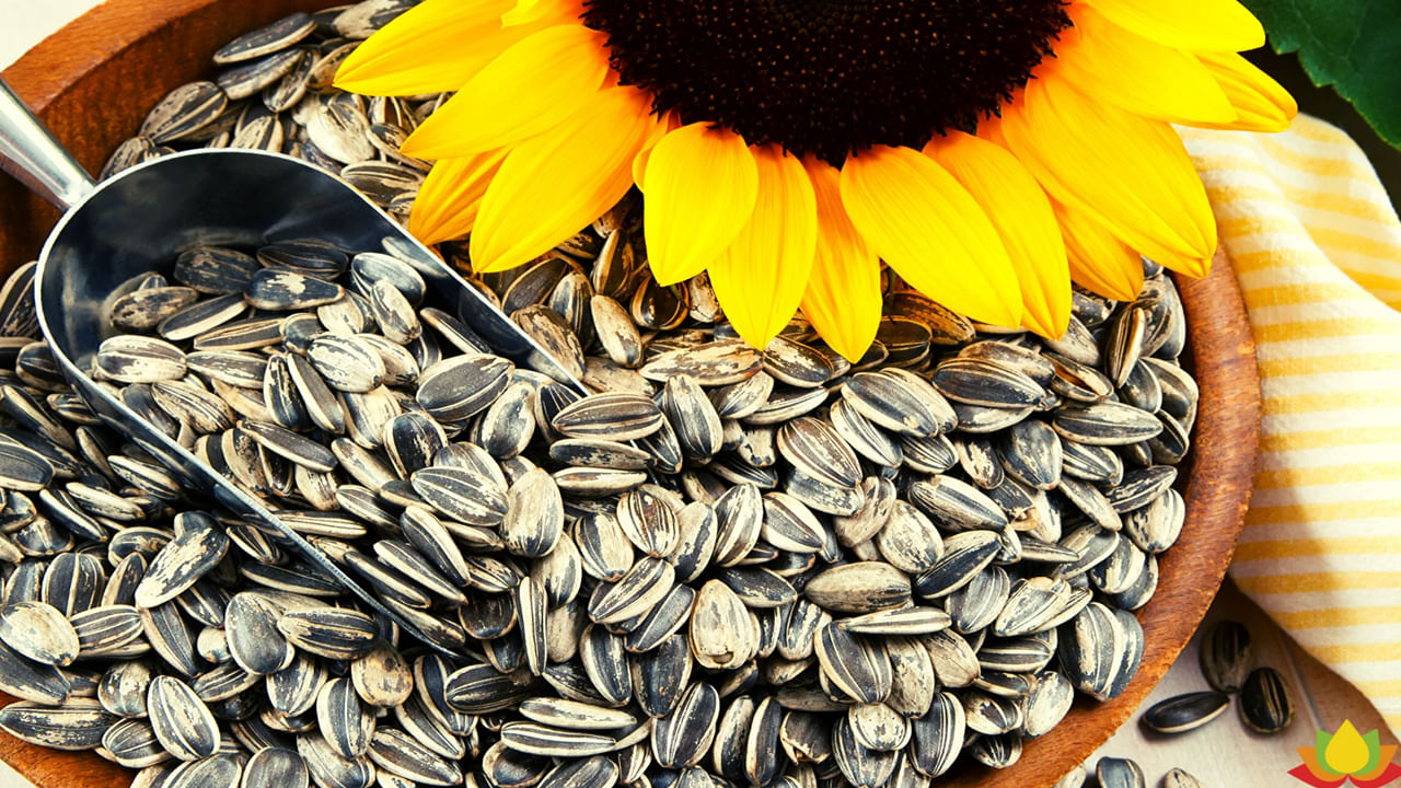 Sunflower Seeds: పోషకాల సిరులు.. సన్ఫ్లవర్ సీడ్స్ రోజూ తింటే ఈ సమస్యలన్నీ దూరం..!