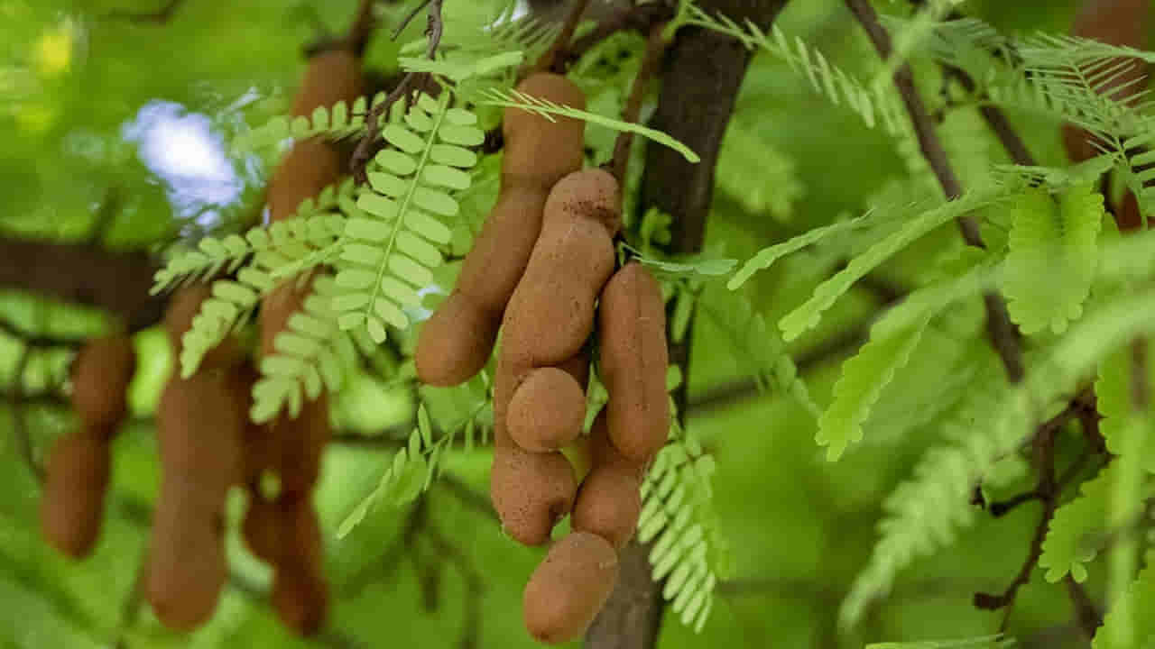 Tamarind Leaf Benefits: చింత ఆకులతో షుగర్ కు చెక్.. కళ్లు చెదిరే ఆరోగ్య ప్రయోజనాలు! తెలిస్తే..