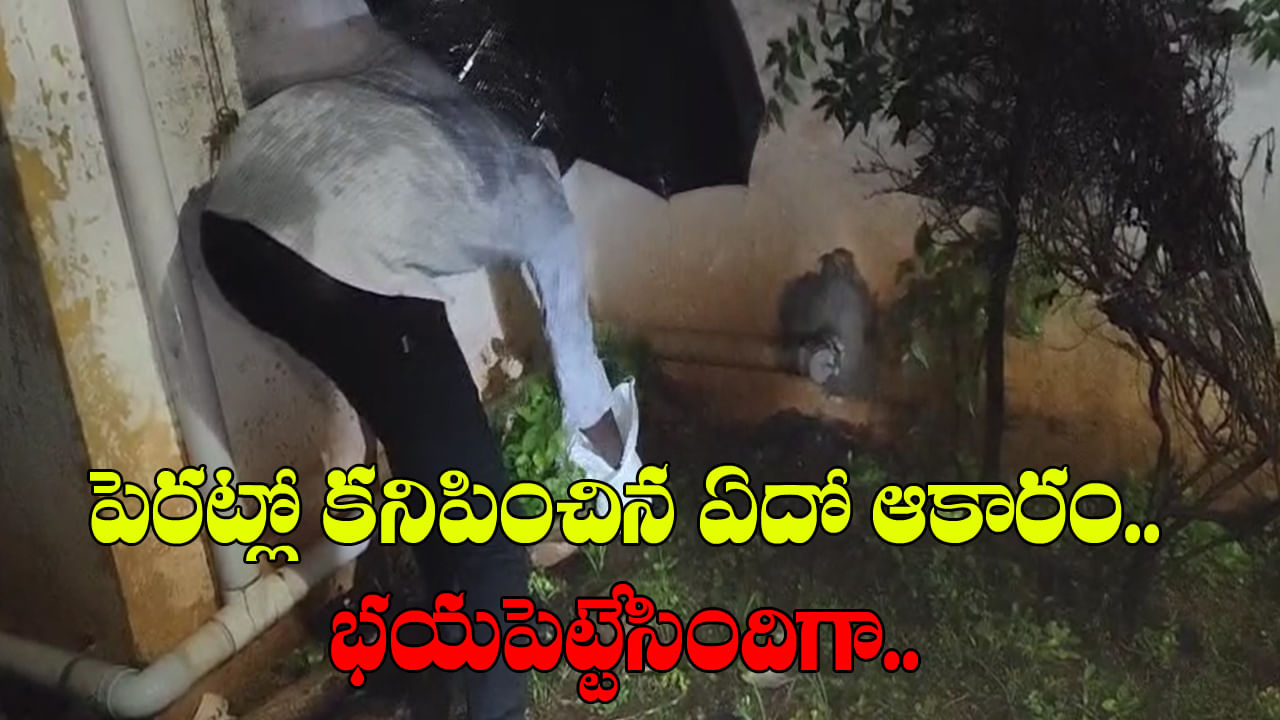 Andhra: పెరట్లో అదేపనిగా చప్పుళ్లు.. ఏంటా అని టార్చ్ వేసి చూడగా