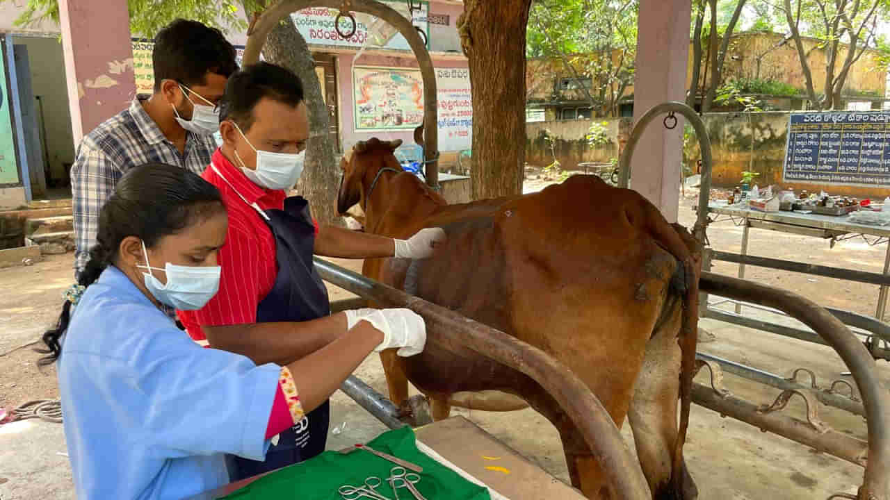 Telangana: పొట్ట ఉబ్బిపోయి నొప్పితో కనిపించిన ఆవు.. ఆస్పత్రికి తీసుకెళ్లి టెస్టులు చేయగా