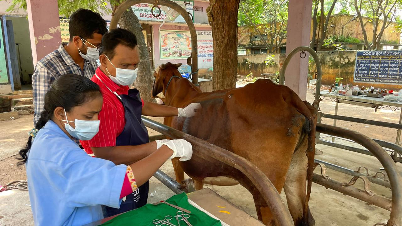 Telangana: పొట్ట ఉబ్బిపోయి నొప్పితో కనిపించిన ఆవు.. ఆస్పత్రికి తీసుకెళ్లి టెస్టులు చేయగా