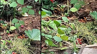 iPhone 17 : ఐఫోన్‌ 17 కోసం క్యూ కట్టిన కస్టమర్లు.. పరస్పరం దాడులు