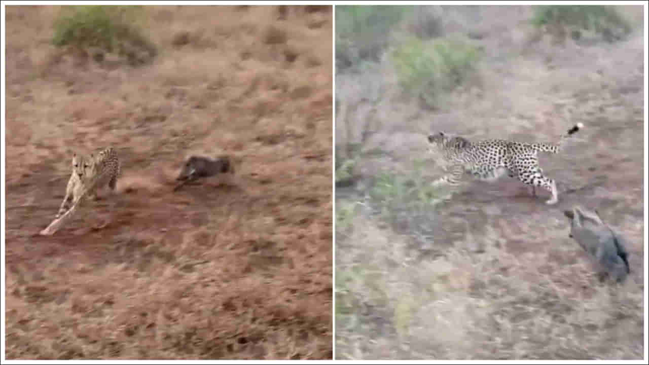 Viral Video: నా జోలికొస్తే తాట తీస్తా.. చిరుతలనే రఫ్పాడించిన చిన్న పంది.. ముచ్చెమటలు పట్టించే వీడియో వైరల్‌!