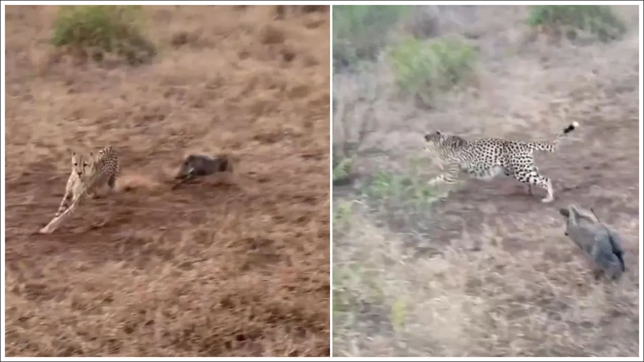 Viral Video: నా జోలికొస్తే తాట తీస్తా.. చిరుతలనే రఫ్పాడించిన చిన్న పంది.. ముచ్చెమటలు పట్టించే వీడియో వైరల్‌!