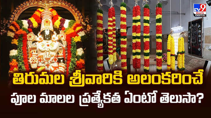 తిరుమల శ్రీవారికి అలంకరించే పూల మాలల ప్రత్యేకత ఏంటో తెలుసా? తిరుమల శ్రీవారికి అలంకరించే పూల మాలల ప్రత్యేకత ఏంటో తెలుసా?