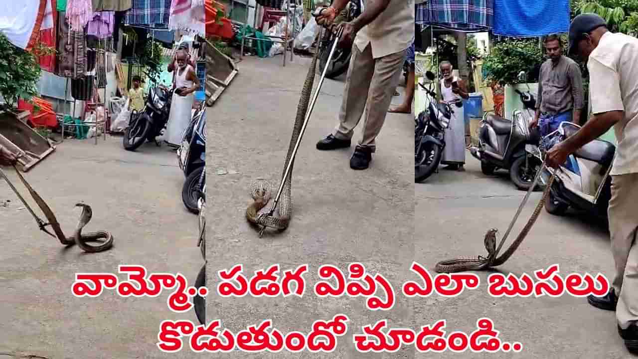 Watch Video: వామ్మో పడగ విప్పి బుసలు కొడుతున్న నాగరాజు.. ఎలా పట్టుకున్నాడో చూడండి!
