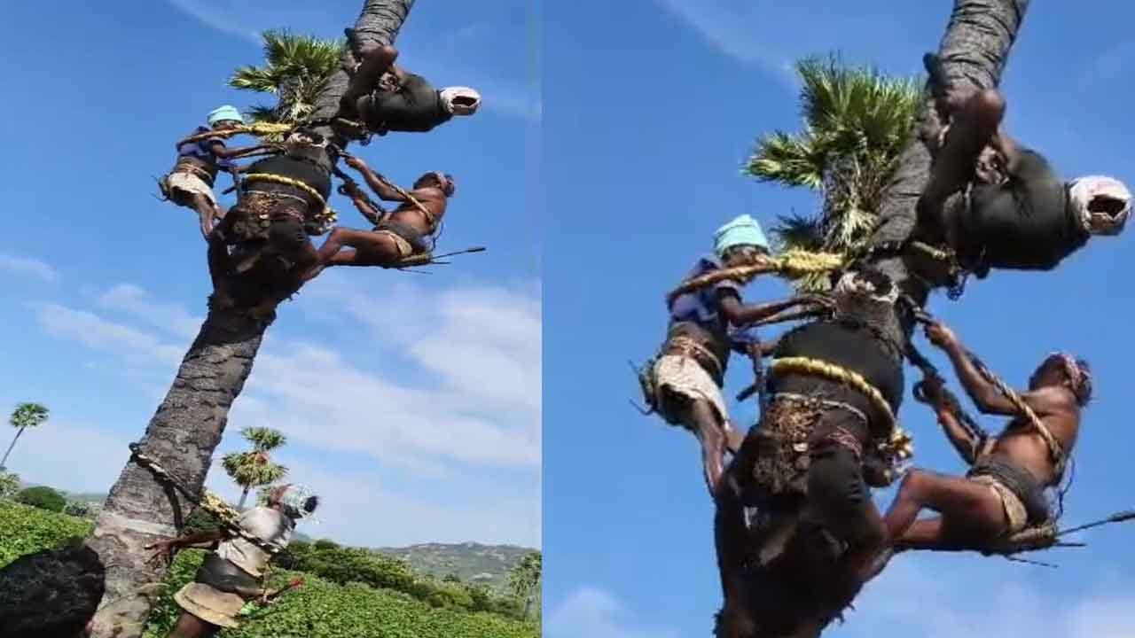 చెట్టుపై గంటకు పైగా తలకిందులుగా తల్లడిల్లిన గీత కార్మికుడు.. ఏం జరిగిందంటే..?