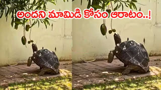 Viral Video: ఎవడ్రా నువ్వు ఇంత టాలెంటెడ్ గా ఉన్నావ్..! బురదలో ఆ బుర్ర పనితీరు చూస్తే నవ్వలేక పోట్టచెక్కలే..